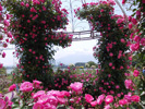 大石公園薔薇柱