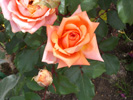 大石公園薔薇橙色