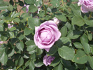 大石公園薔薇薄紫