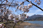 河口湖岸桜