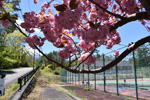 別荘テニスコート脇桜