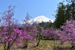 富士山桜名所