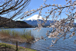 富士山桜湖魚釣り