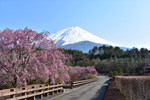 富士山桜創造の森墓地