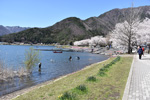 河口湖桜水仙釣り