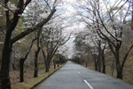 桜トンネル別荘道路